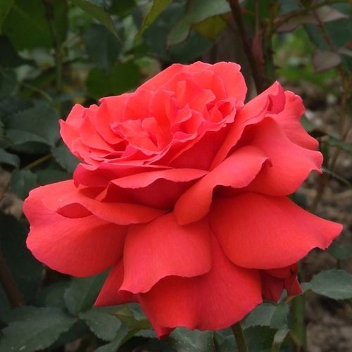 Oranžově bordová - Stromkové růže s květmi čajohybridů - stromková růže s rovnými stonky v koruně